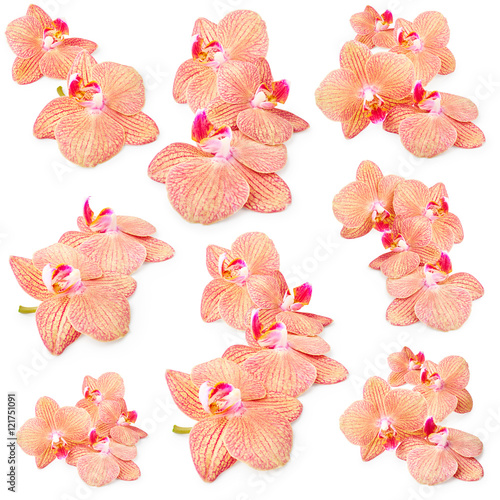 Fototapeta Naklejka Na Ścianę i Meble -  Set of orchid flowers