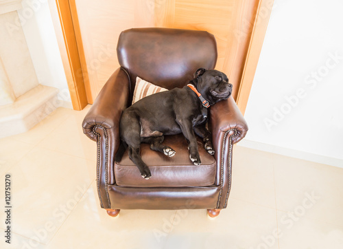 A black Staffordshire bull terrier dog sleeping soundly on a retro style brown leather chair and cushion. Head resting on the arm. The floor is tiled in a cream marble colour.