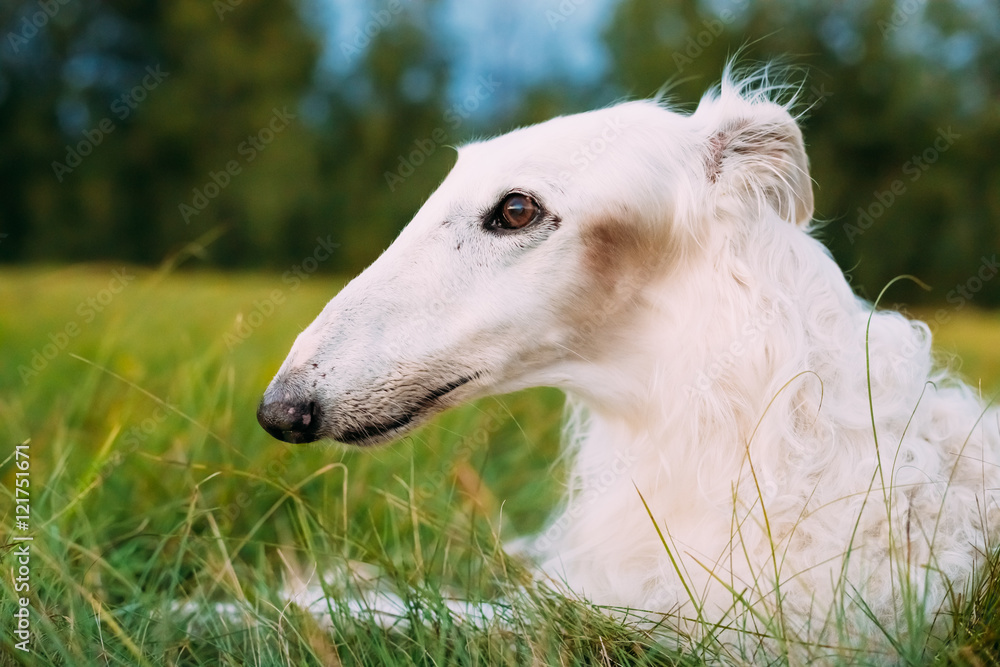 White Gazehound Hunting Dog Sit Outdoor In Summer Meadow Green Grass White Gazehound Hunting Dog Sit Outdoor In Summer Meadow Green Grass