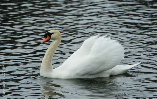 Swan on the lake 2