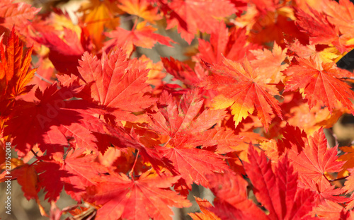 Autumn red maple