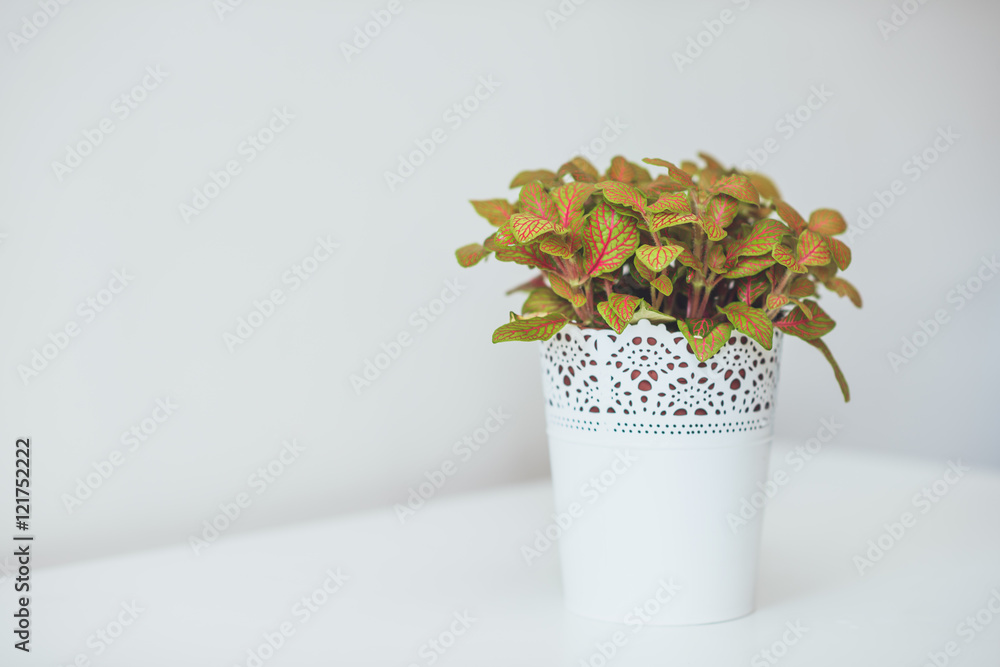 Fittonia nerve plant placed in white pot
