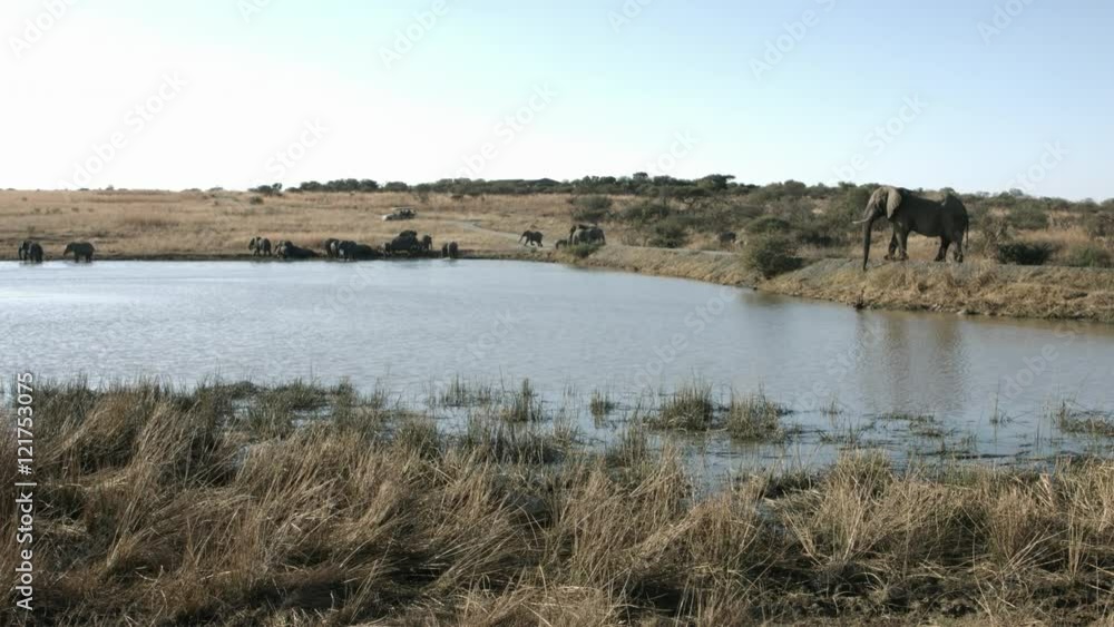 Wide shot of Herd of elephants drinking at a lake with game vehicles driving in the distance. Wide shot of Herd of elephants drinking at a lake with game vehicles driving in the distance.
