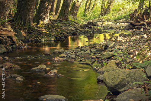 Fototapeta Naklejka Na Ścianę i Meble -  Deep forest creek with rocks a brown roots in golden sunlights