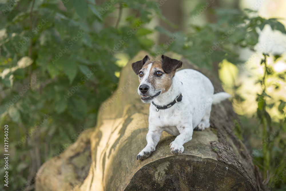 dog in the forest - jack russell terrier