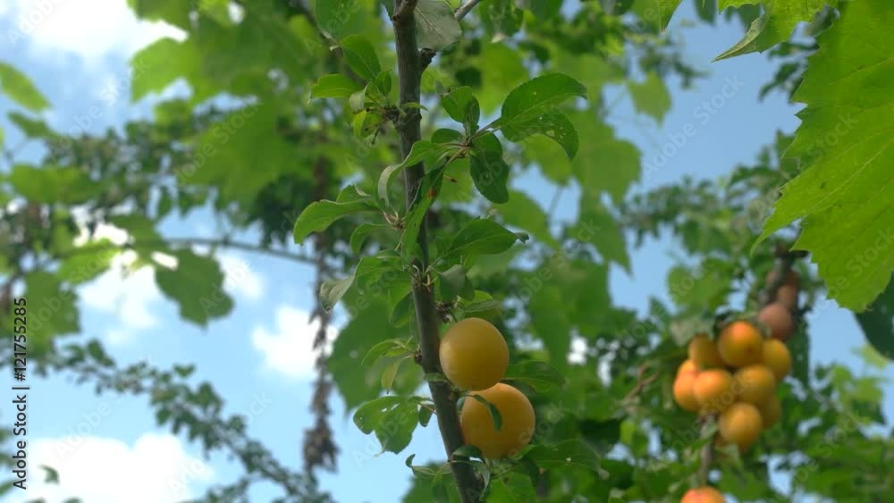 Hand picks fruit from tree. Cherry plums on the branch. Daytime in the garden. Good ecology in rural area. Hand picks fruit from tree. Cherry plums on the branch. Daytime in the garden. Good ecology in rural area.