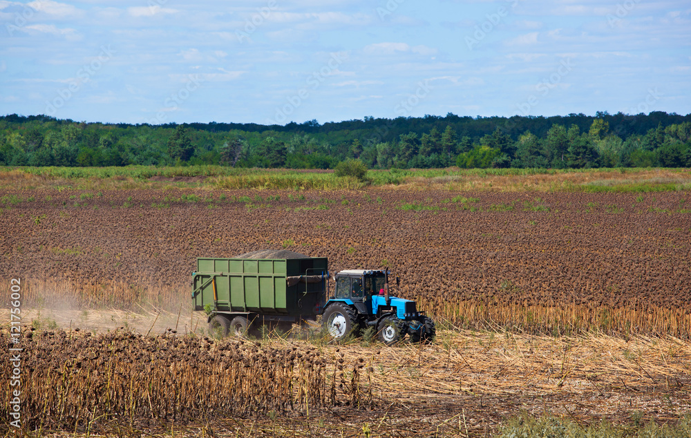 Big blue tractor rides through the field with a trailer loaded with sunflower seeds. Autumn harvest. Big blue tractor rides through the field with a trailer loaded with sunflower seeds. Autumn harvest.