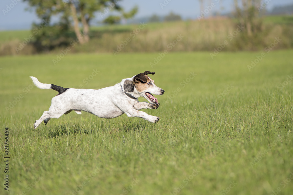 dog runs across the meadow