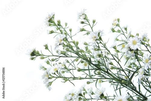 White cutter flower on white background.