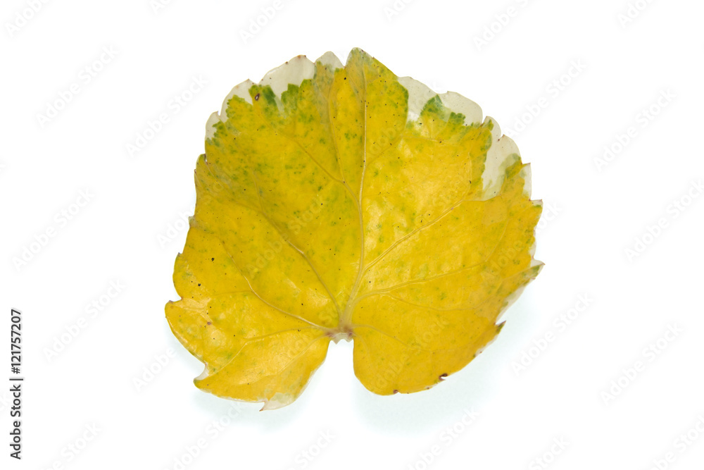 Naklejka premium Yellow leaves
