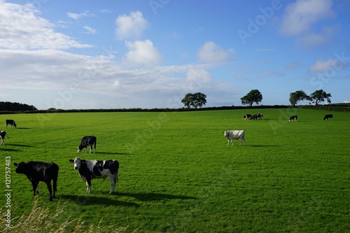 Irische Landschaft mit schwarz-weißen Kühen