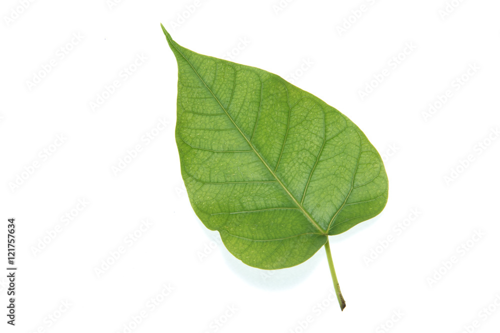 Bo leaf Bo leaf
