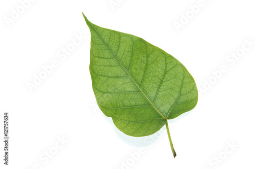 Bo leaf
