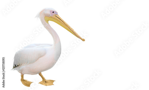 Potrait Of A Pelican