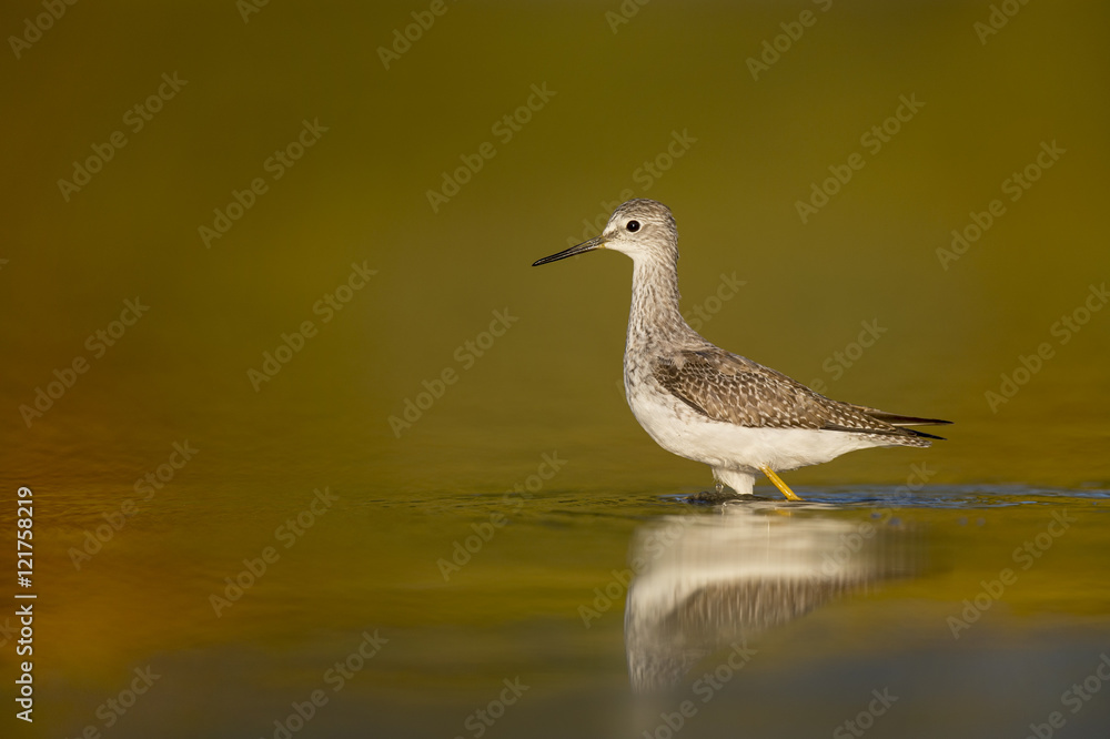 A Lesser Yellowlegs wades in the shallow water early in the morning against a warm yellow and red background with a soft reflection. A Lesser Yellowlegs wades in the shallow water early in the morning against a warm yellow and red background with a soft reflection.
