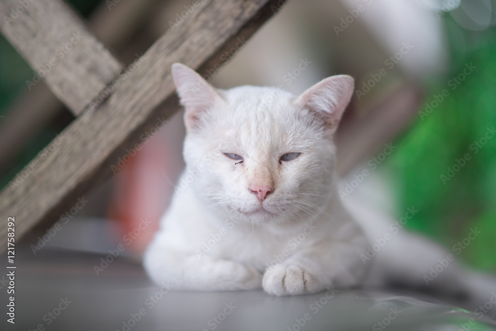 CAT White