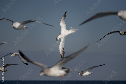 A Northern Gannet is framed with other flying gulls surrounding it in the sky.
