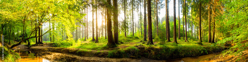 Obraz premium Idylliczny las z strumykiem przy wschodem słońca