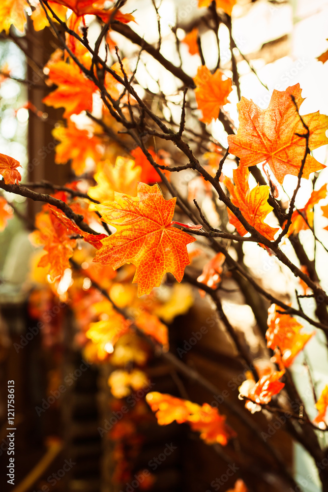 Autumnal marple branches with yellow leaves. Vertical Autumnal marple branches with yellow leaves. Vertical