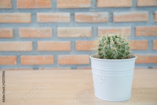 Cactus in a pots on wood floor.