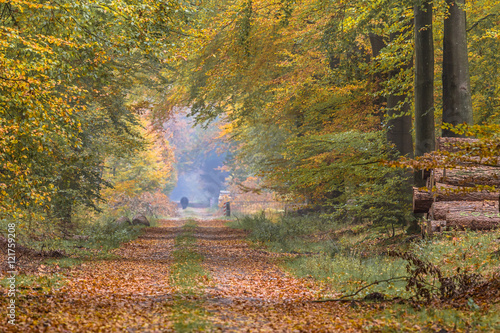 Autumn lane with large Beech trees
