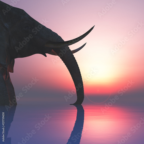 Canvas Print elephant and sunset