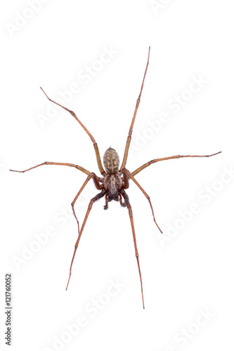 Brown spider on a white background