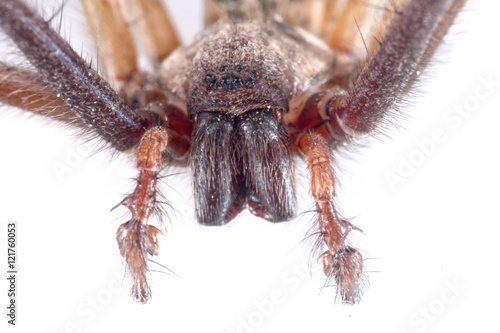 Detai? of head of brown spider on a white background