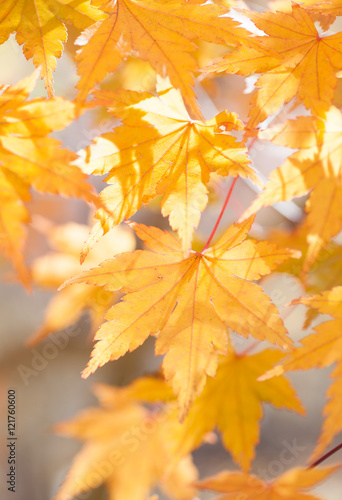 Beautiful colour of Yellow maple leaves in autumn season