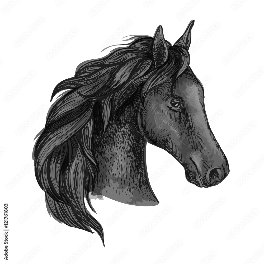 Obraz premium Black graceful horse portrait