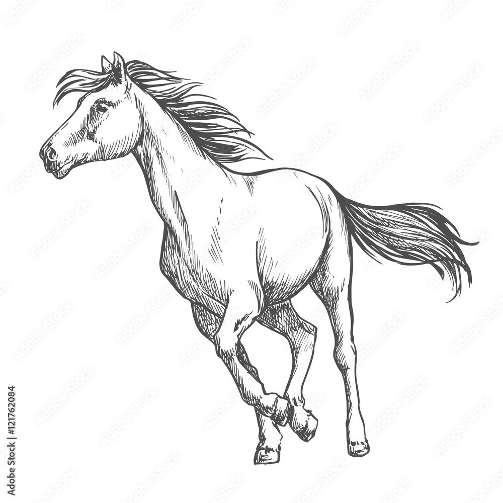 Fototapeta White horse freely running sketch portrait