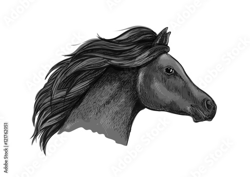 Black graceful horse portrait