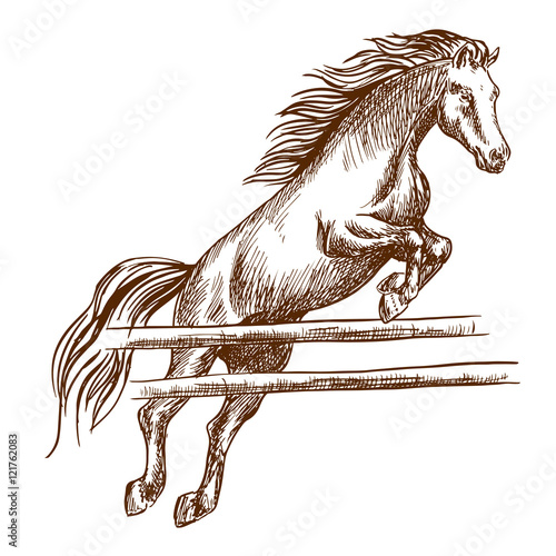 Wild horse horse jumping high over barrier