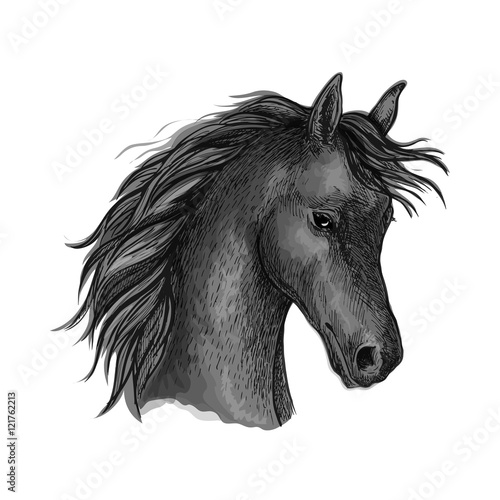 Black horse head sketch portrait