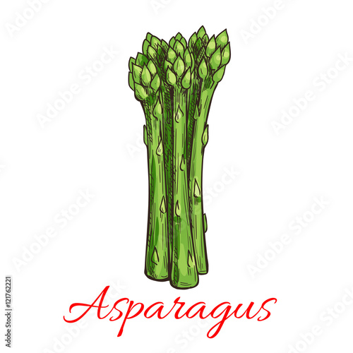 Asparagus vegetable plant icon