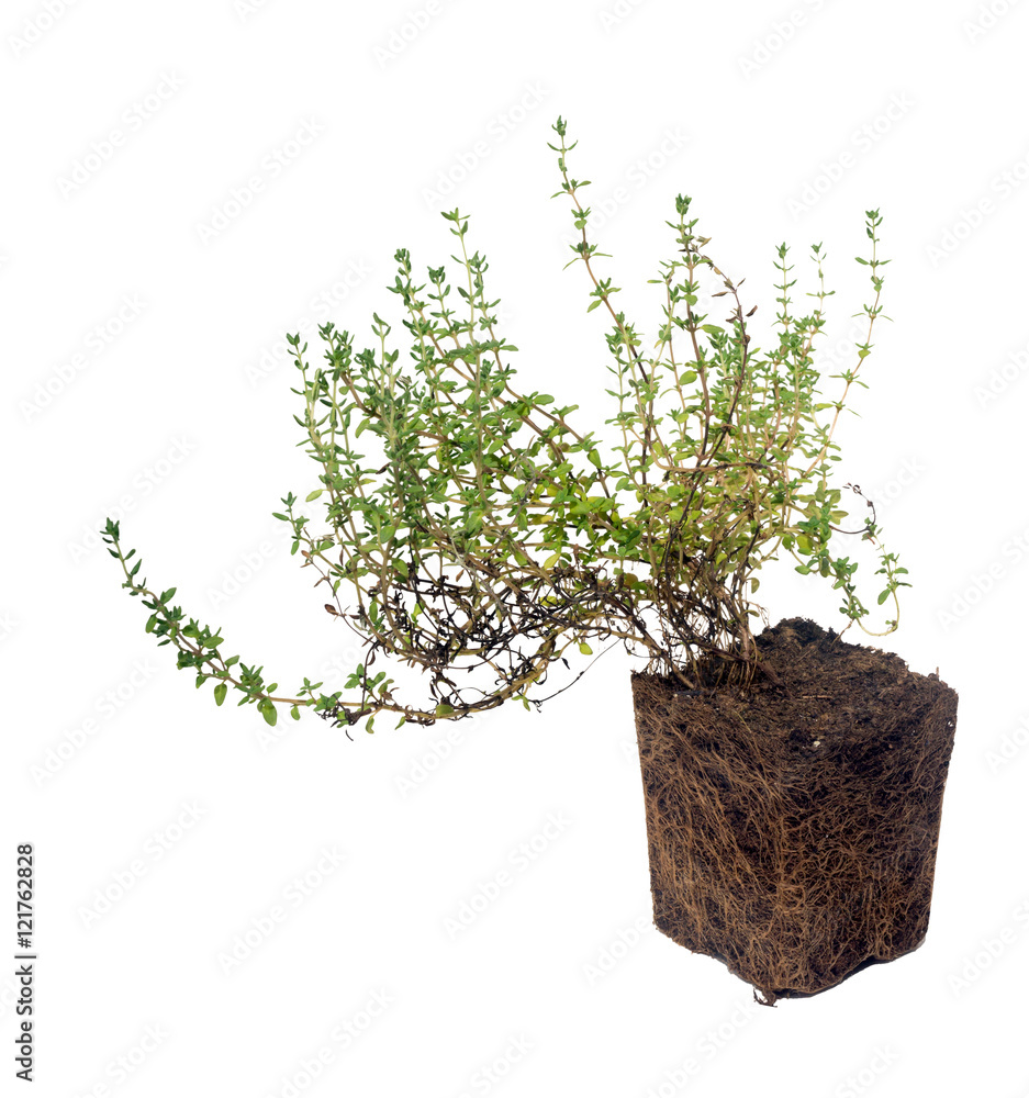 Thyme (disambiguation). The plant and its root system. Isolated on