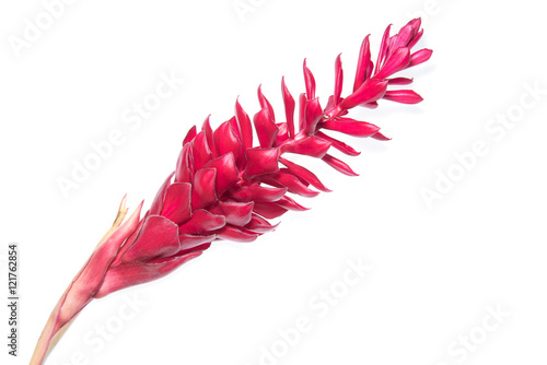 Fake Red cone ginger flower on white background