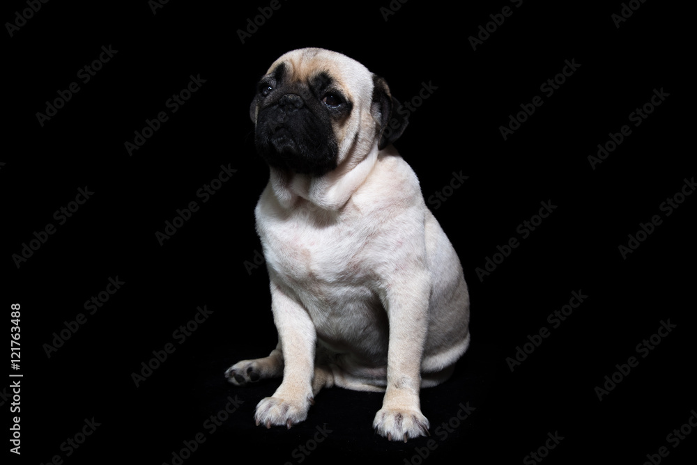 Pug Dog Black background