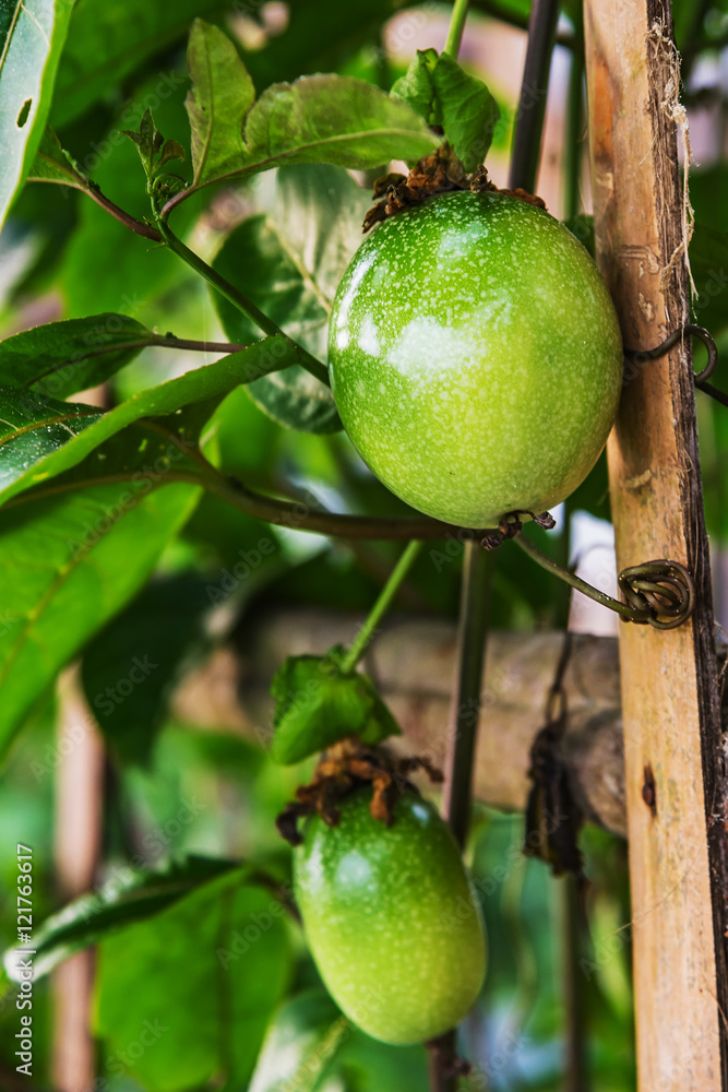 Young passion fruit.