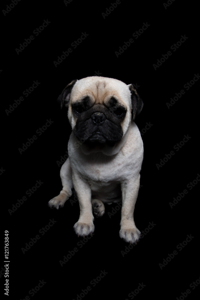 Fototapeta premium Pug Dog Black background