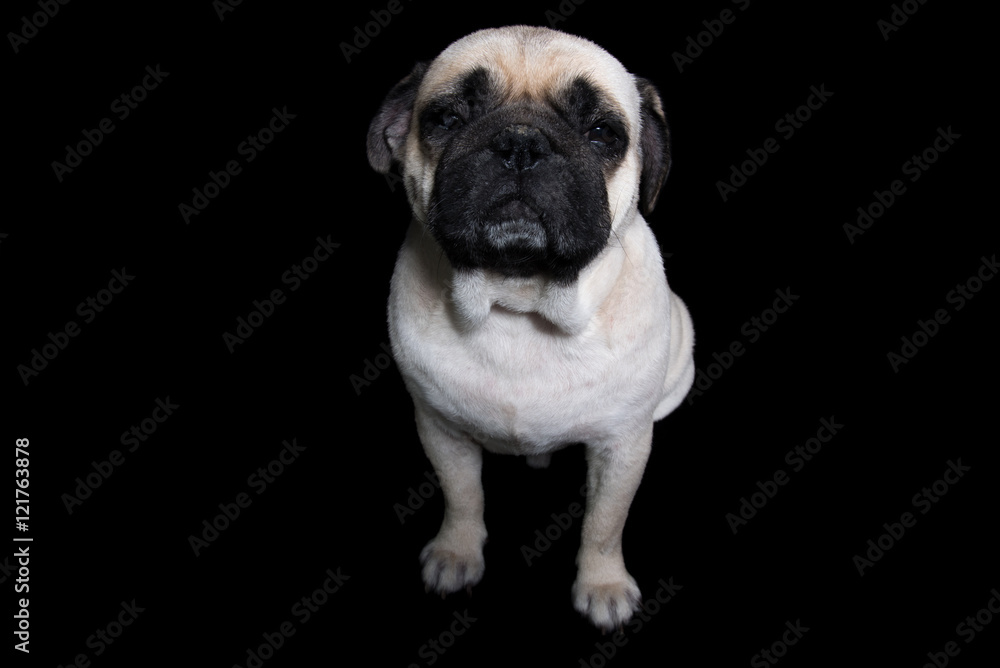 Obraz premium Pug Dog Black background
