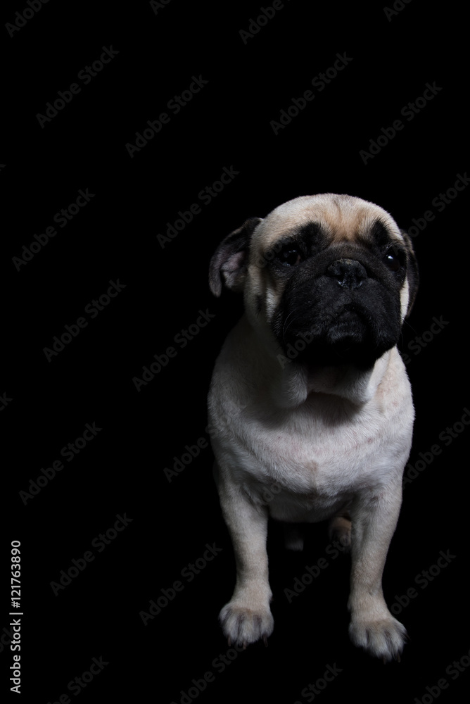 Pug Dog Black background