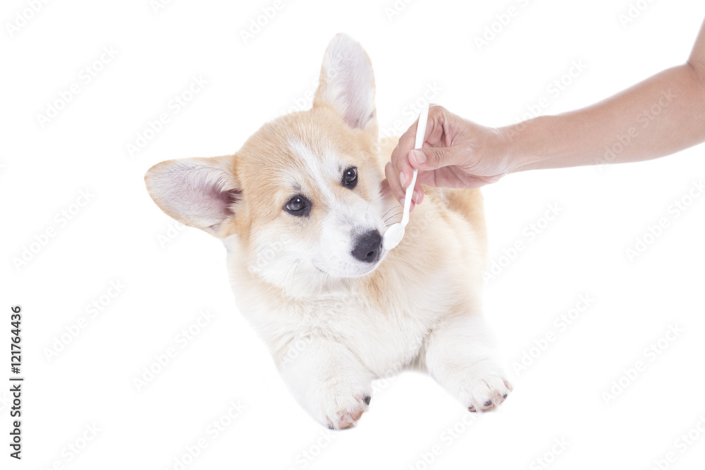 inspecting dog teeth with dental mirror on white background