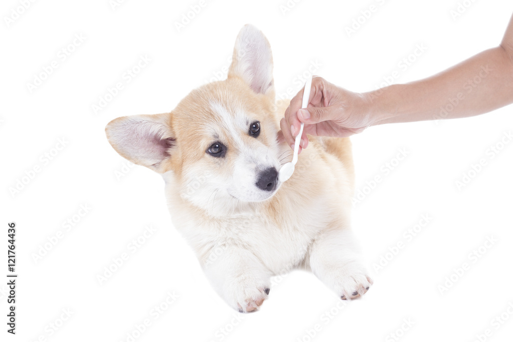 inspecting dog teeth with dental mirror on white background inspecting dog teeth with dental mirror on white background