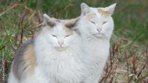 Wallpaper Mural Pair of cats sunbathing and turning faces. Torontodigital.ca