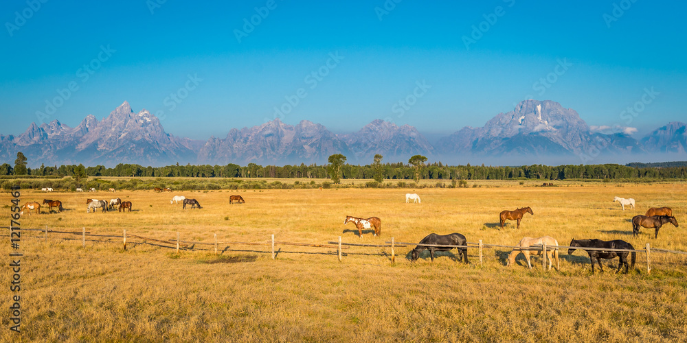Fototapeta premium Horses of Wyoming
