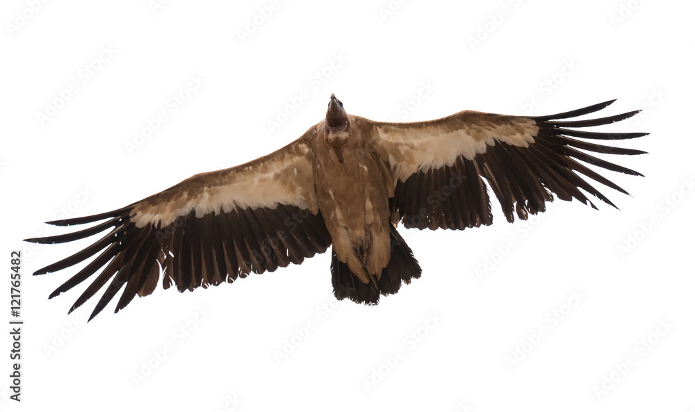 Obraz premium Vulture.