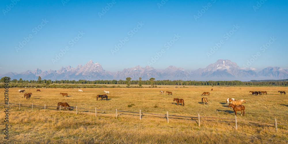Horses of Wyoming