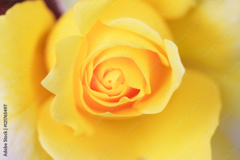 黄色い薔薇 黄色い薔薇