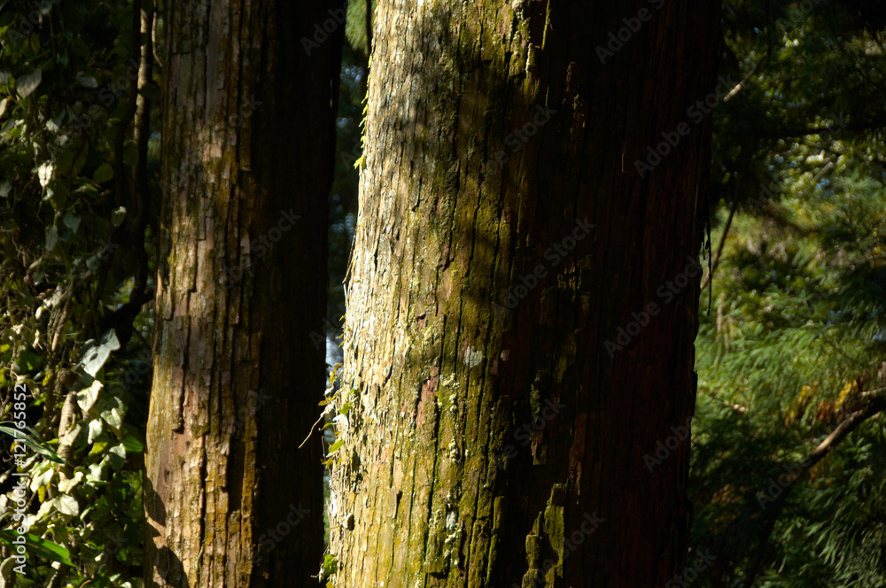 Obraz premium 大木